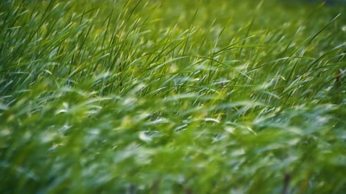 Die Bulrus-Plantage schwankt durch den starken Wind