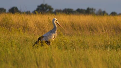 Stork Standing Tall in a Golden Grassy Field