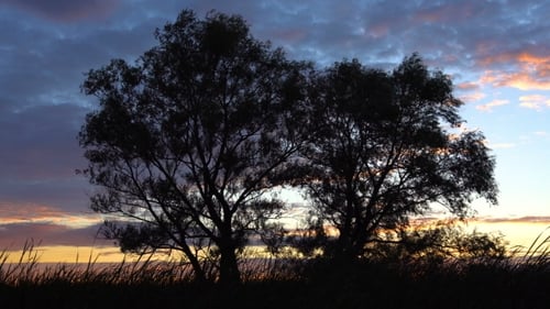 Bare Trees Silhouetted Against Colorful Sunrise Sky