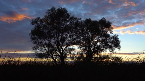 Trees
