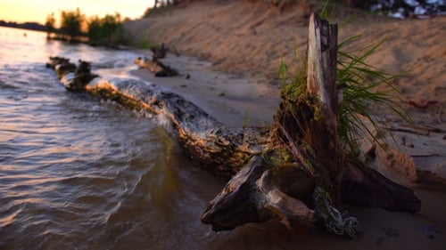 Old Tree Washed By the Water Waves