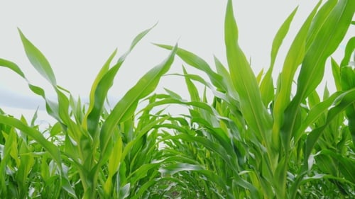 Sprouts of Green Corn