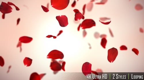 Romantic Falling Red Rose Petals Background Overlay