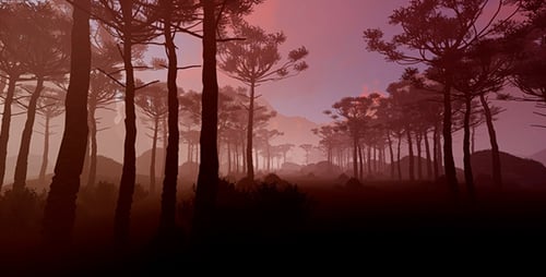 Tropischer Wald bei Sonnenuntergang