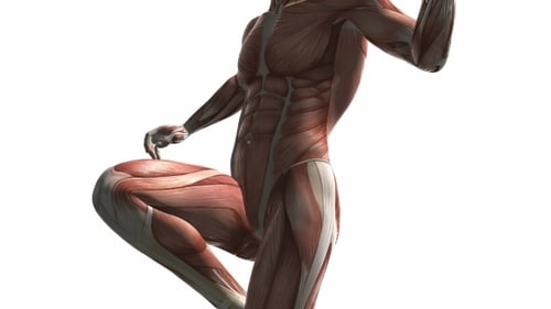 3D Animated Human Muscular System for Medical Education