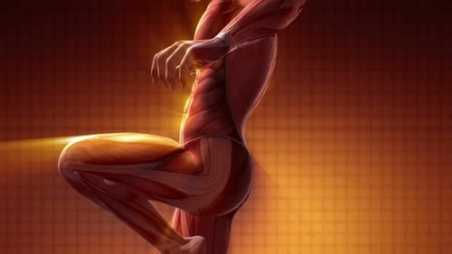 Human Muscular System Anatomy with Dynamic Glowing Highlights