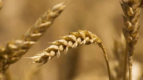 Gros plan sur le blé