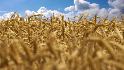 Wheat and flying clouds