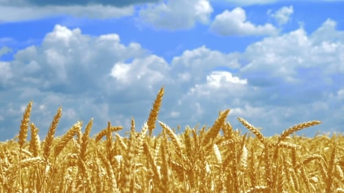 Golden Wheat Field Swaying Under Blue Sky