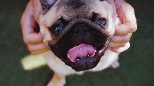 Un homme gratte son chien carlin