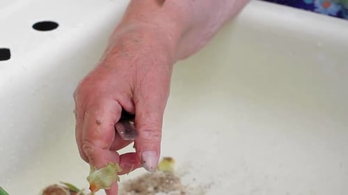 Woman prepping scallions in the kitchen sink