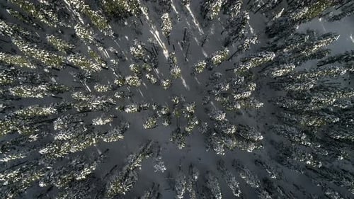 Drone Flying Over Snowy Trees In Winter Mountain Landscape