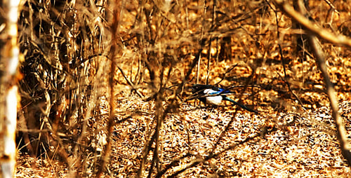 Magpie Foraging on Forest Floor Through Branches