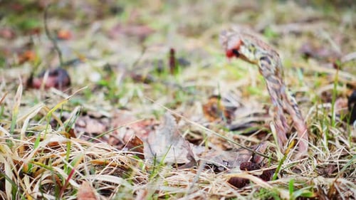 Frog jumping in the spring grass, slow motion