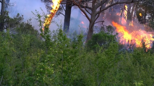 Fire Storm in the Forest