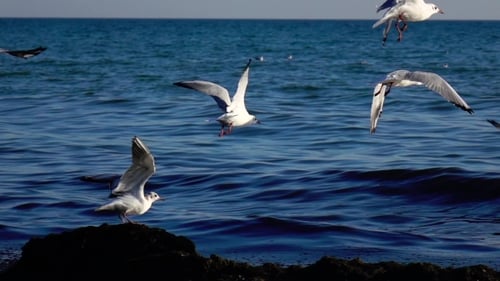 Un
troupeau de mouettes vole dans le ciel, faisant un grand balayage de leurs ailes.