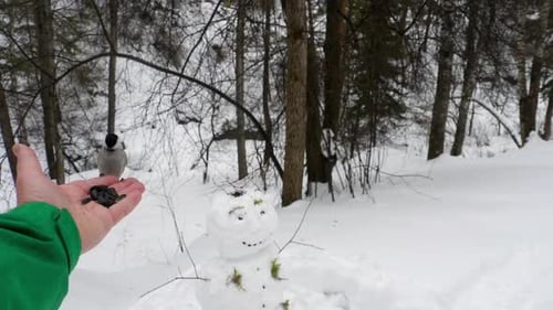 L'oiseau dans la main mange des graines