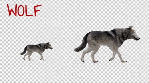 Realistic 3D Wolf Walk Animation - 2