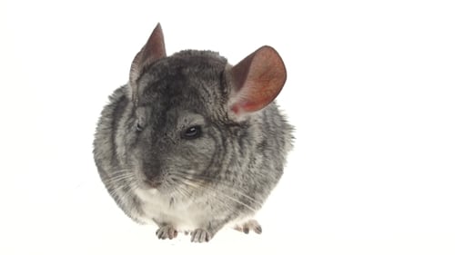 Gray Chinchilla Chewing Black Sunflower Seed on White Background.