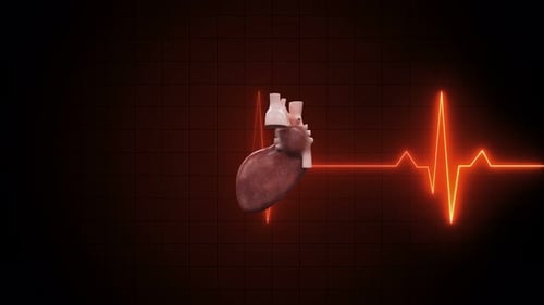 Animated Human Heart with Glowing ECG Pulse Line