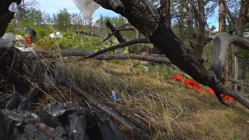 Garbage Dump in the Forest, Environmental Pollution, Forest, Trees.