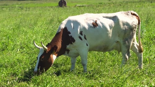 Cows Grazing on Pasture