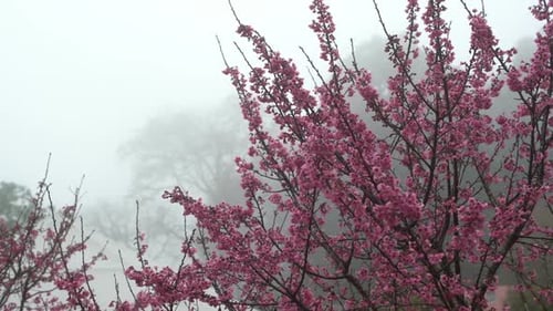 Pink Flower