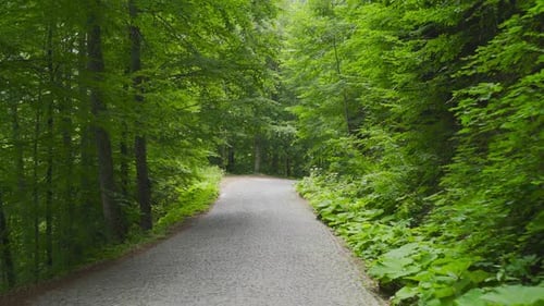 Road between trees in the forest.