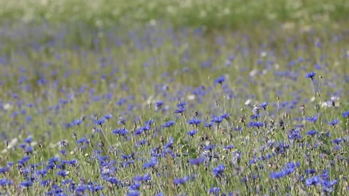 Bleuets en fleurs, Centaurea Cyanus