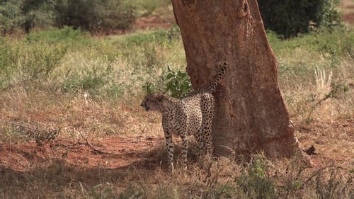Cheetah close up resting in the savannah grass on a safari in Africa.