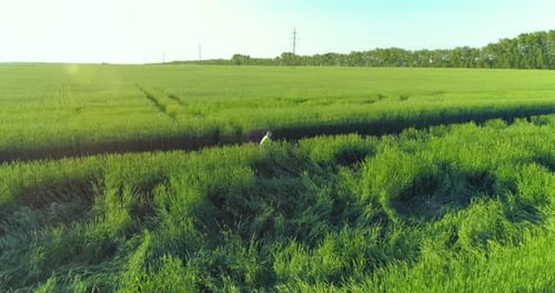 Luftaufnahme eines Jungen, der mit dem Fahrrad durch ein Weizengrasfeld auf der alten Landstraße fährt