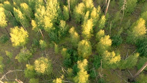 Aerial Drone Flying Over Forest Fire. Recovery of Environment After a Disaster