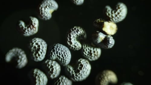 Semillas microscópicas de adormidera Papaver Somniferum. Disparos húmedos con microscopio