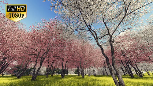 Blühende Sakura 3
