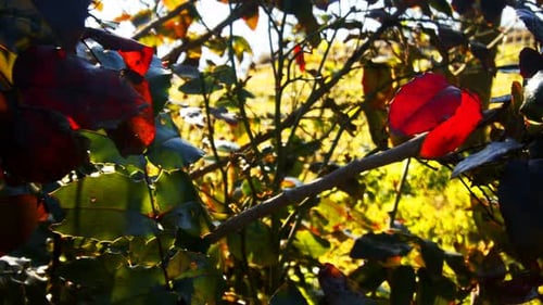 Autumn Leaves And Sunlight