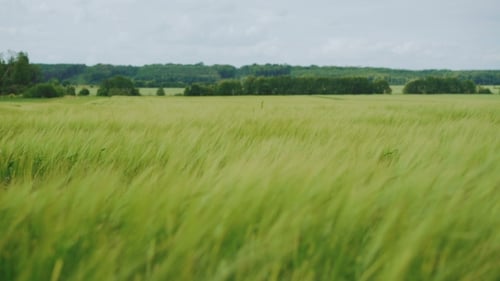 Green Wheatears Waving on the Fields in