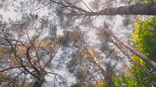 Looking Up at Tall Trees in Forest