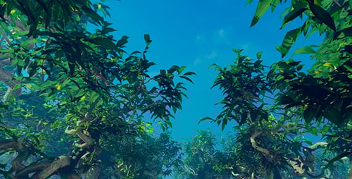 Movement On A Forest With Unusual Plants