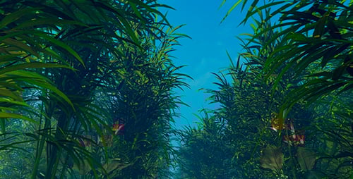 Upward Camera Movement Through Dense Green Jungle Foliage