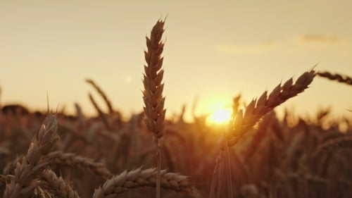 Golden Wheat Field at Sunrise or Sunset