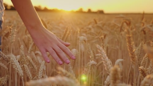 Touch the Mature Spikelets of Wheat. At Sunset, Shallow Depth of Field