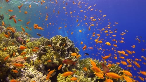 Tropical Fish on Vibrant Coral Reef