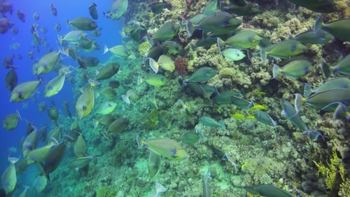 Tropical Fish on Vibrant Coral Reef