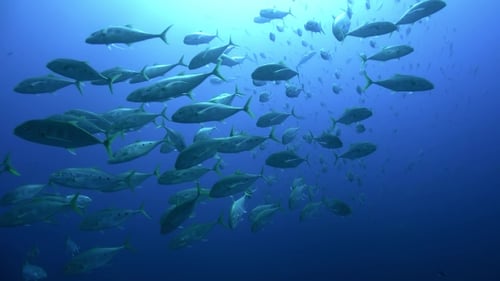 School of Fish Swimming underwater in the Ocean