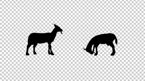 Animated Black Goat Silhouettes Grazing and Standing