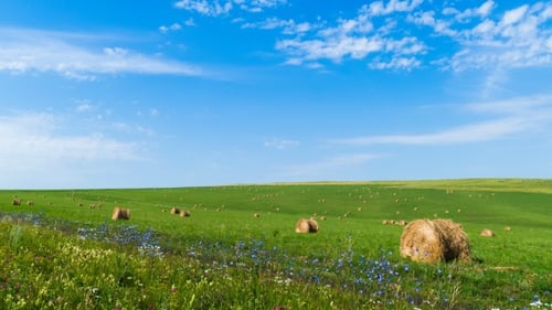 Bales of Hay on Green Grass Against a Blue Sky