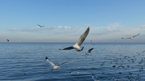 Birds Flying On The Ocean