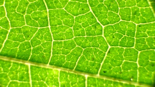 Green Leaf Analysis