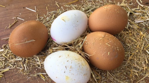 Fresh Eggs on Straw, Farm Fresh Food
