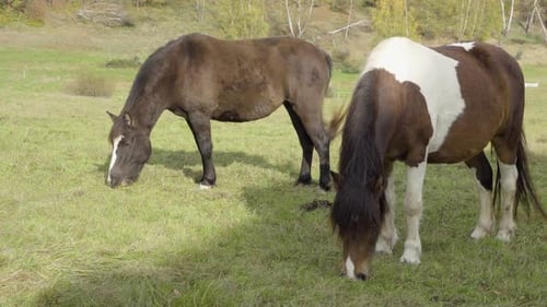 Zwei Pferde in der Natur stehen und fressen grünes Gras